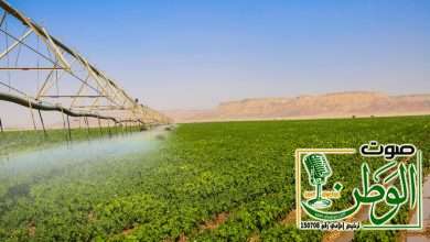 وادي الدواسر تزرع 6 آلاف هكتار بطاطس تنتج 480 ألف طن 4 IMG 20240212 WA0229