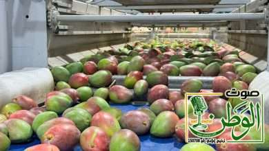 جازان تصدر أول شحنة مانجو من أراضيها إلى الأردن 4 IMG 20240420 WA0257