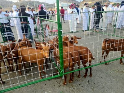 0f0b9a9a 0ac8 4174 94d1 acaec5c28851