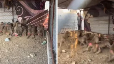 مواطن في المجاردة يصنع مصيدة للقرود بعد تخريبهم لمحاصيله.. شاهد : عدد من وقعوا في المصيدة خلال يوم واحد 8 قرد