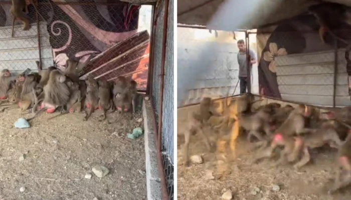 مواطن في المجاردة يصنع مصيدة للقرود بعد تخريبهم لمحاصيله.. شاهد : عدد من وقعوا في المصيدة خلال يوم واحد 1 قرد