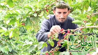 قهوة جازان تصل أوروبا في أول شحنة سعودية للعالم 4 بن